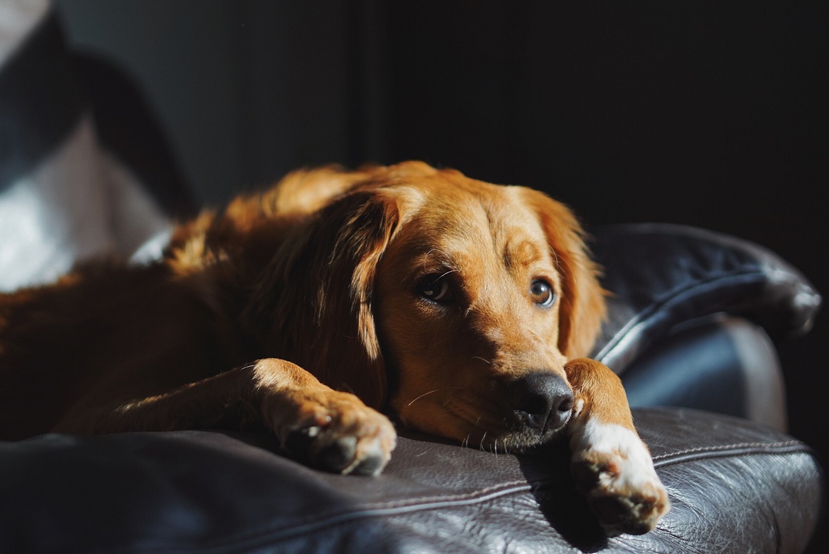 Cachorro doente com infecção