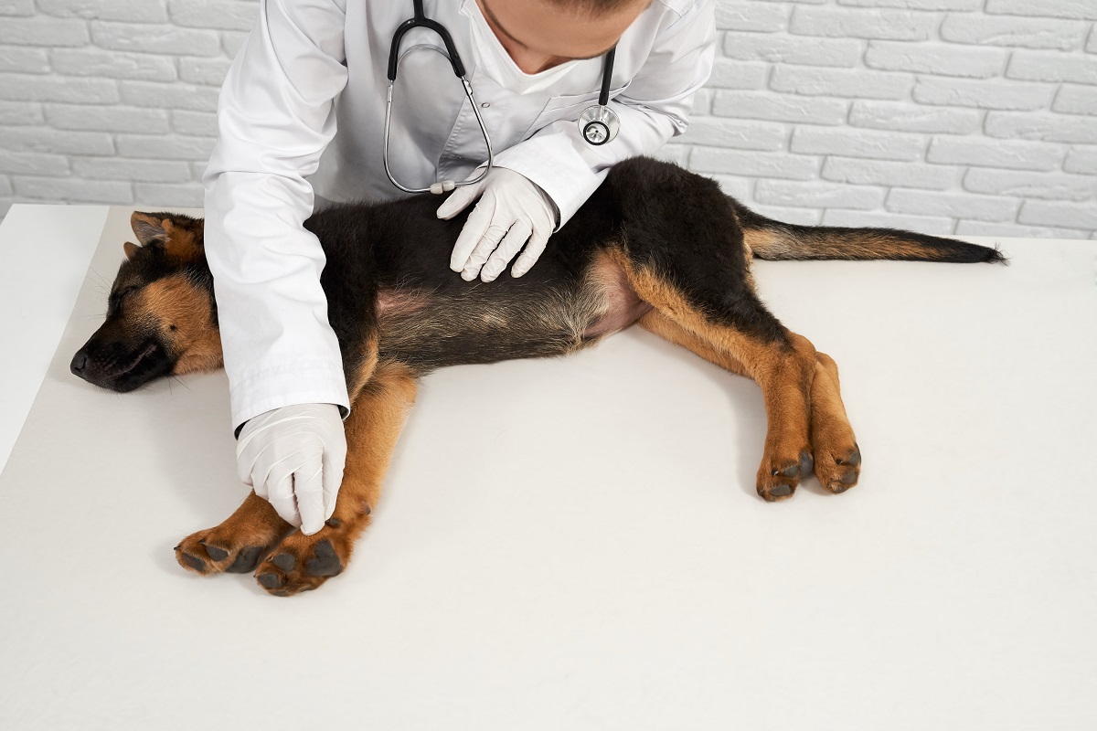 Cachorro dentro de um consultório médico